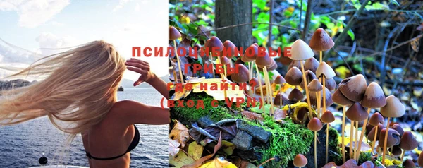 ГАЛЛЮЦИНОГЕННЫЕ ГРИБЫ Аркадак